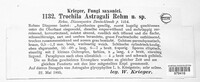 Image of Trochila astragali